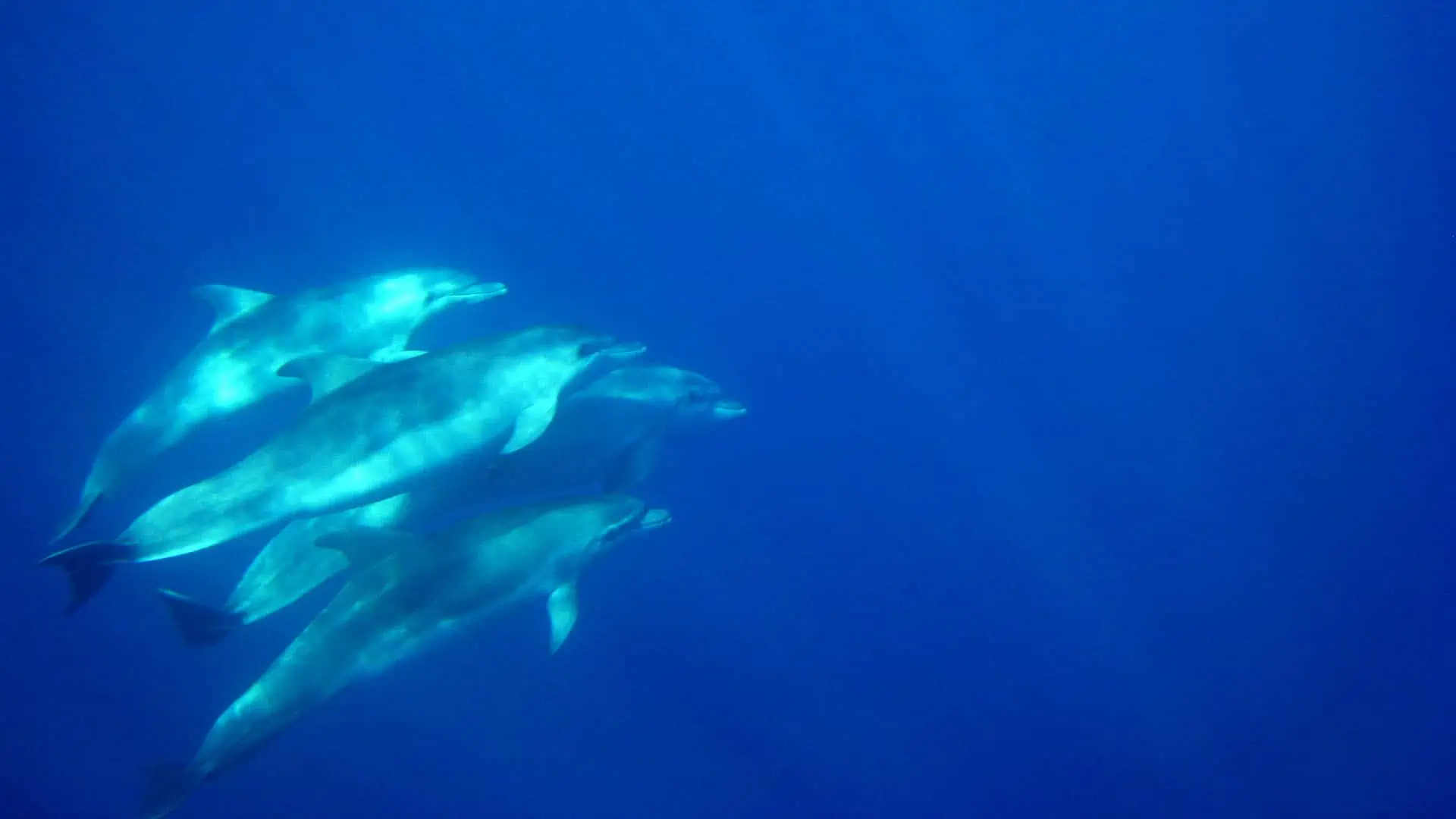 Wild dolphins open waters dive at Sithonia, Halkidiki Greece