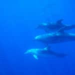 underwater dolphins checking out divers