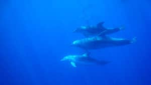 underwater dolphins checking out divers