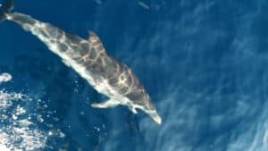 Halkidki-boat-trips-Sithonia-kassandra-11 Dolphin