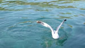 Halkidki-boat-trips-Sithonia-kassandra-85